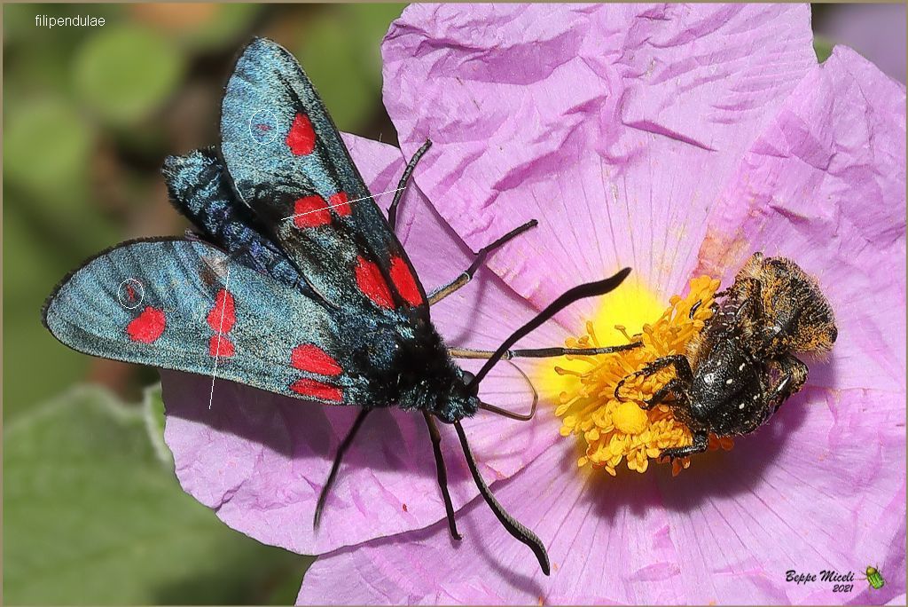 Zygaena lonicerae ? ... pi probabile filipendulae